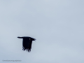 Cuervo grande - Corvus corax - Corb