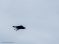 Cuervo grande - Corvus corax - Corb