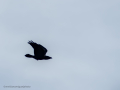 Cuervo grande - Corvus corax - Corb