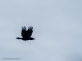 Cuervo grande - Corvus corax - Corb