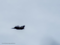 Cuervo grande - Corvus corax - Corb