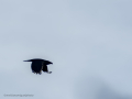 Cuervo grande - Corvus corax - Corb