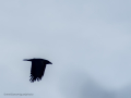 Cuervo grande - Corvus corax - Corb