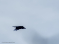 Cuervo grande - Corvus corax - Corb