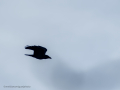 Cuervo grande - Corvus corax - Corb