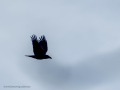 Cuervo grande - Corvus corax - Corb