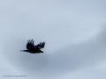 Cuervo grande - Corvus corax - Corb