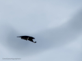 Cuervo grande - Corvus corax - Corb