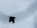 Cuervo grande - Corvus corax - Corb