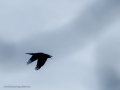 Cuervo grande - Corvus corax - Corb