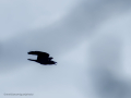 Cuervo grande - Corvus corax - Corb