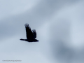 Cuervo grande - Corvus corax - Corb