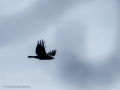 Cuervo grande - Corvus corax - Corb