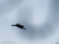 Cuervo grande - Corvus corax - Corb