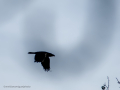 Cuervo grande - Corvus corax - Corb