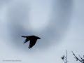 Cuervo grande - Corvus corax - Corb