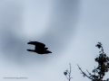 Cuervo grande - Corvus corax - Corb