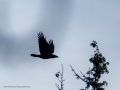 Cuervo grande - Corvus corax - Corb