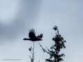 Cuervo grande - Corvus corax - Corb