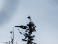 Cuervo grande - Corvus corax - Corb
