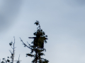 Cuervo grande - Corvus corax - Corb