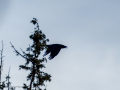 Cuervo grande - Corvus corax - Corb