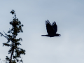 Cuervo grande - Corvus corax - Corb