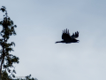 Cuervo grande - Corvus corax - Corb