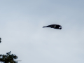 Cuervo grande - Corvus corax - Corb