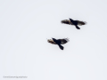 Cuervo grande - Corvus corax - Corb