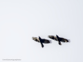 Cuervo grande - Corvus corax - Corb