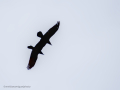 Cuervo grande - Corvus corax - Corb