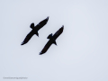 Cuervo grande - Corvus corax - Corb