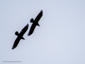 Cuervo grande - Corvus corax - Corb