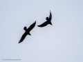 Cuervo grande - Corvus corax - Corb