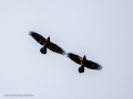Cuervo grande - Corvus corax - Corb