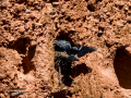 Cuervo grande - Corvus corax - Corb