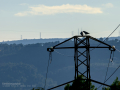 Cuervo grande - Corvus corax - Corb