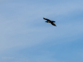 Cuervo grande - Corvus corax - Corb