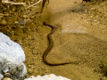 Culebra viperina - Natrix maura - Colobra escurçonera