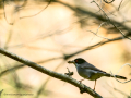 Curruca cabecinegra hembra - Sylvia melanocephala