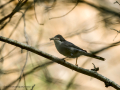 Curruca cabecinegra hembra - Sylvia melanocephala