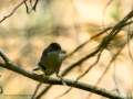 Curruca cabecinegra hembra - Sylvia melanocephala