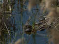 Delta del Llobregat