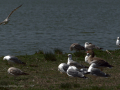 Delta del Llobregat