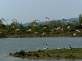 Delta del Llobregat