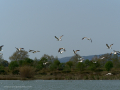 Delta del Llobregat
