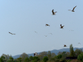 Delta del Llobregat