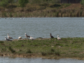 Delta del Llobregat