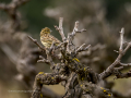 Escribano cerillo - Emberiza citrinella - Verderola